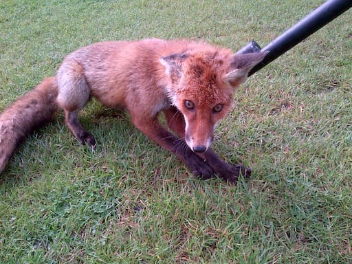 Fox Freed From Litter