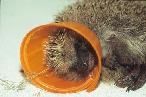 Hedgehog Trapped in Litter