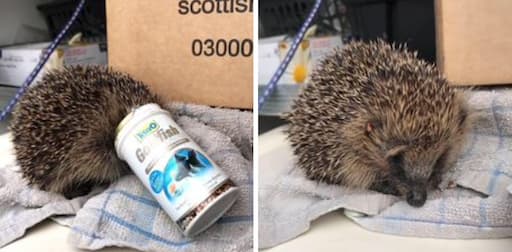 Hedgehog Trapped In Litter