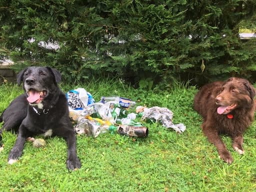 Pets with Litter Collected on Bennachie