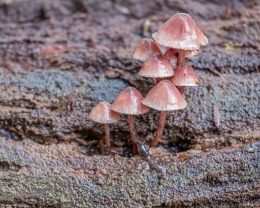 Mushroom on Tree