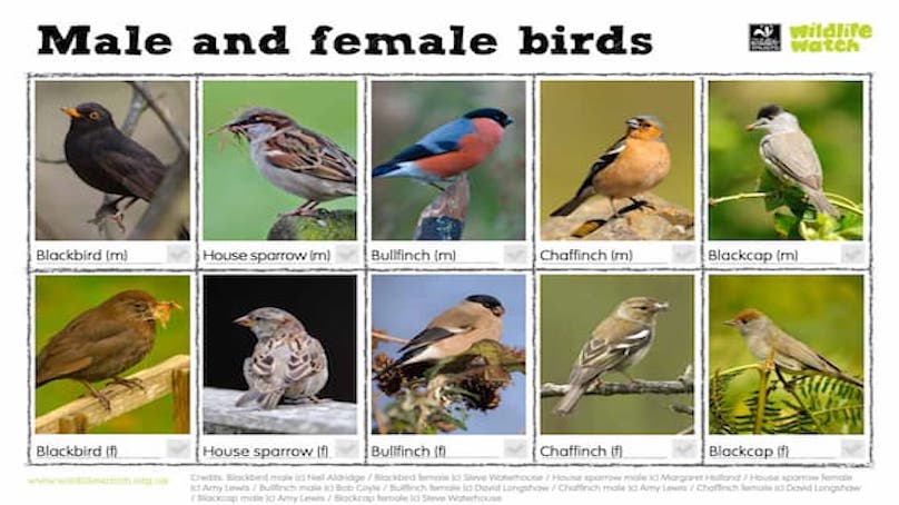 Male and Female Birds Activity Worksheet (PDF)