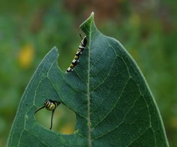 Caterpillar Eating Hole in Leaf