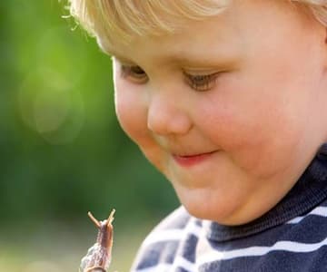 What Is A Minibeast? (Woodland Trust)