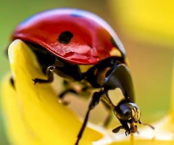 Minibeasts and Pollinators - Outside with the Bailies of Bennachie