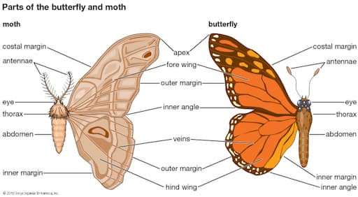 Butterflies and Moths Body Parts (Britannica Kids) 