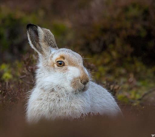 Mountain Hare