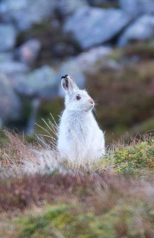 Mountain Hare