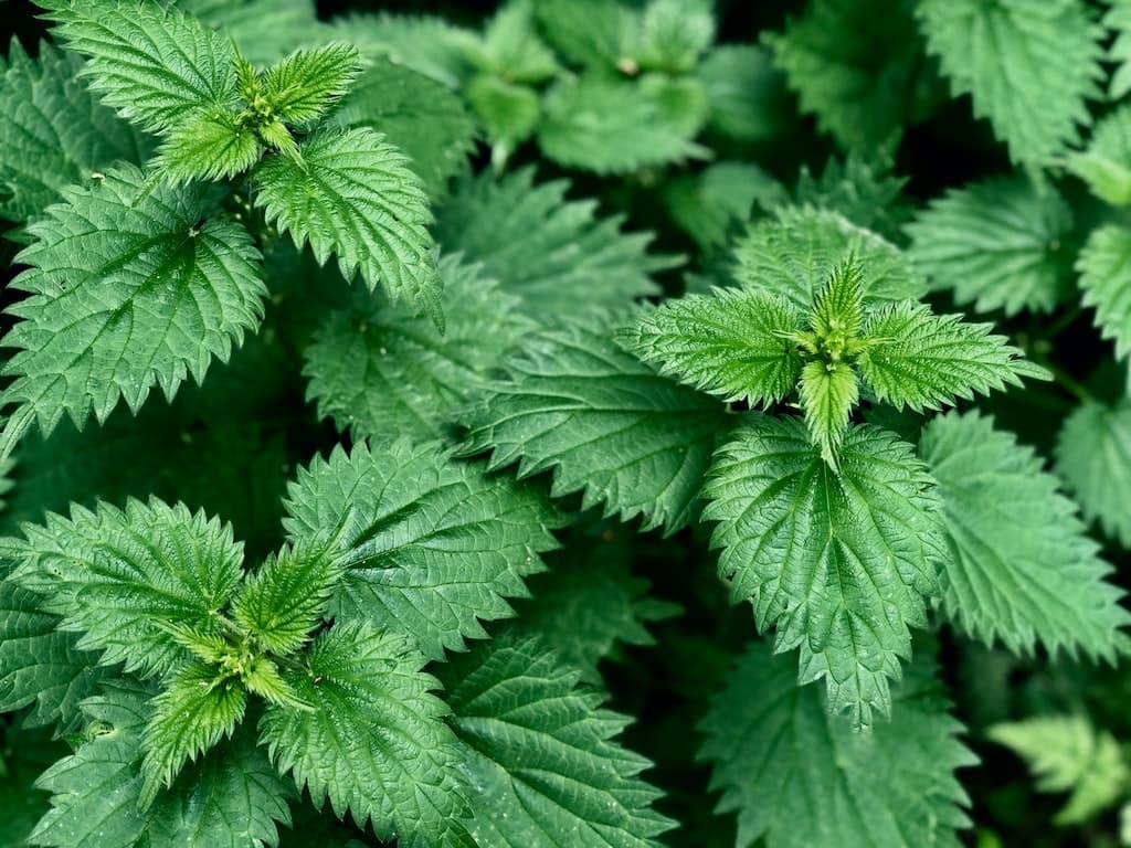 Wildflowers - Nettles