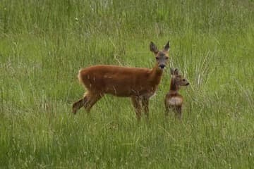 Roe Deer In Spring