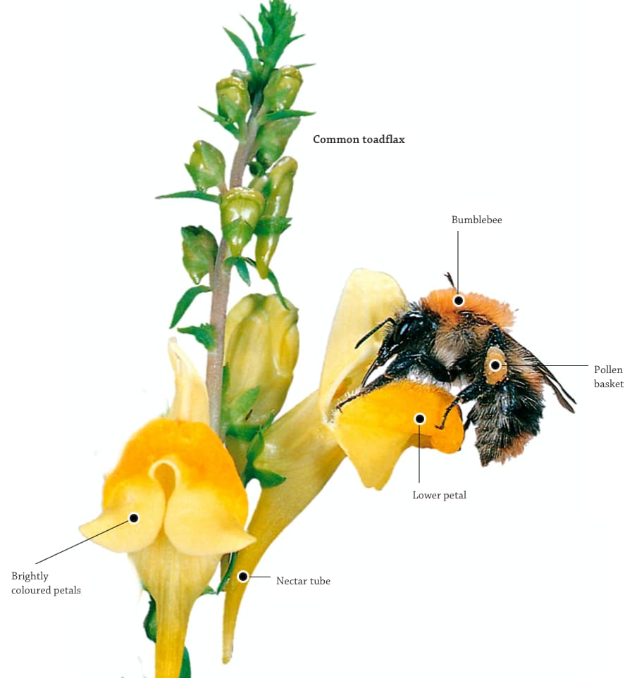 DK Find Out - How A Plant Is Pollinated