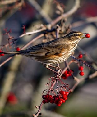 Fieldfare