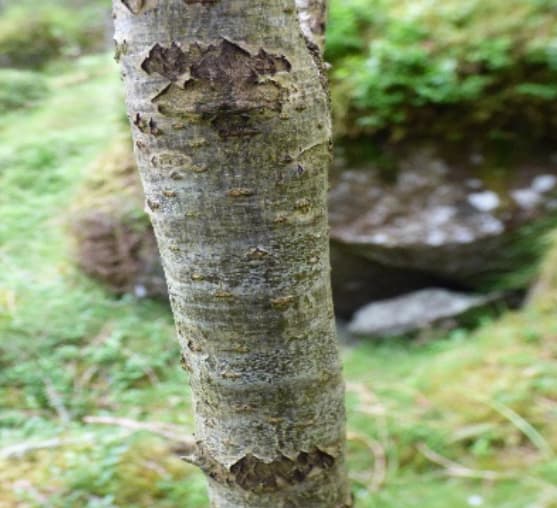 Rowan Tree Bark