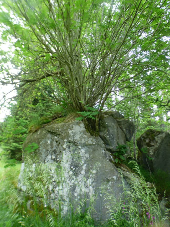 Rowan Tree Bark