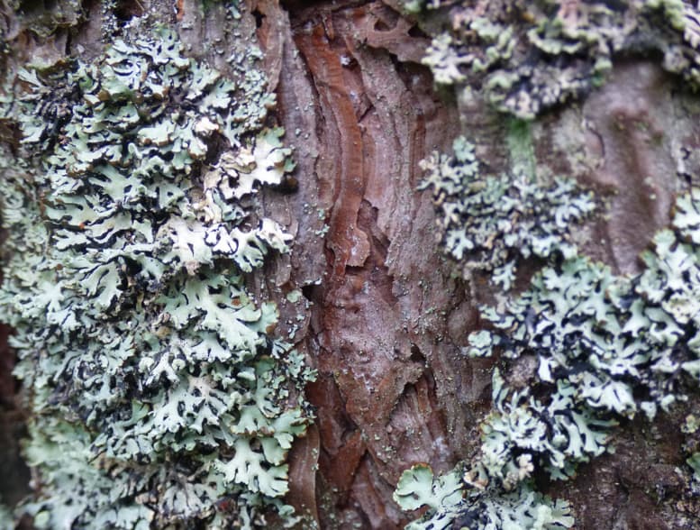 Scots Pine Bark