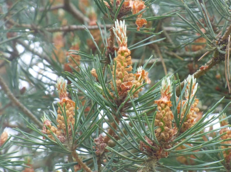 Scots Pine Niddles