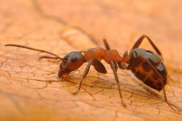 Slave-Making Ant