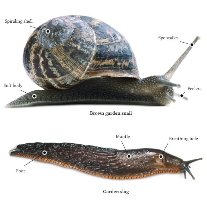 Slugs and Snails (DK FindOut!)