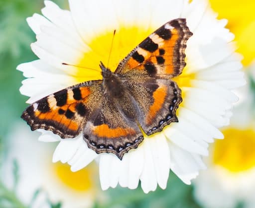 Small Tortoiseshell Butterfly