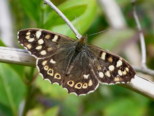 Speckled Wood Butterfly