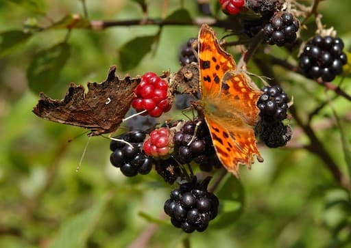 Comma Butterfly 