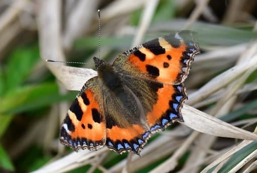 Small Tortoiseshell (Credit Alba Birds and Beasts)