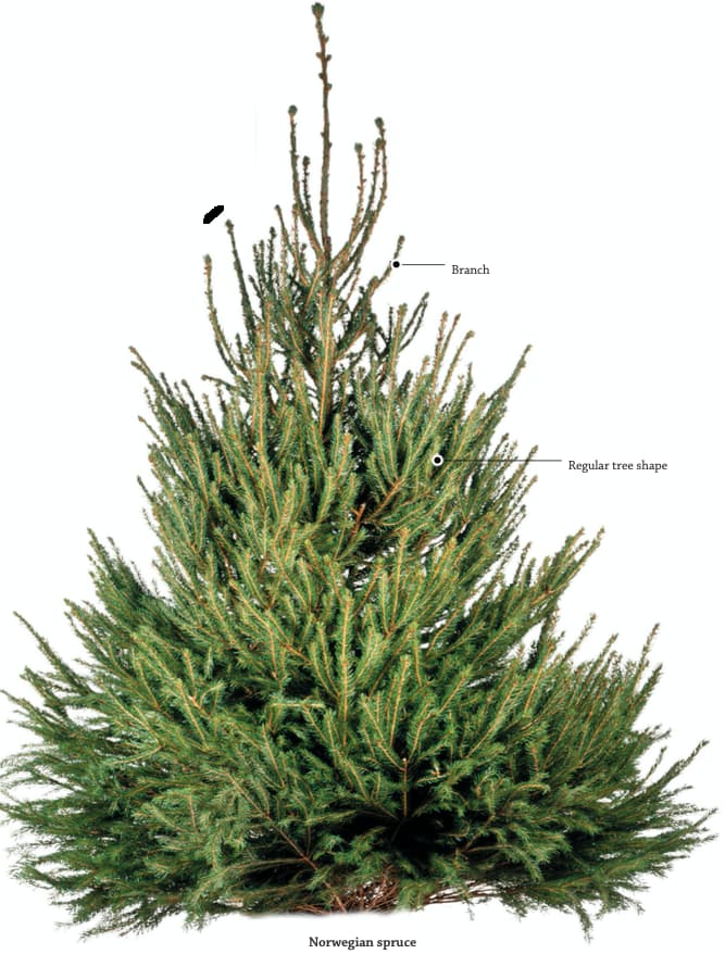 Evergreen Tree Parts