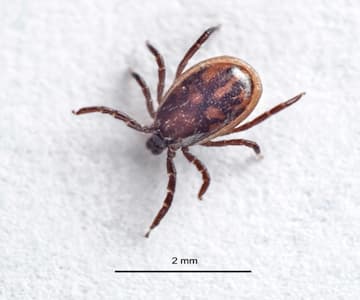 A Word About Ticks