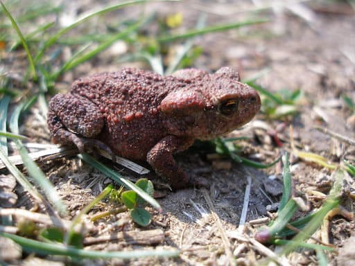 Amphibians In Spring - Outdoors with the Bailies