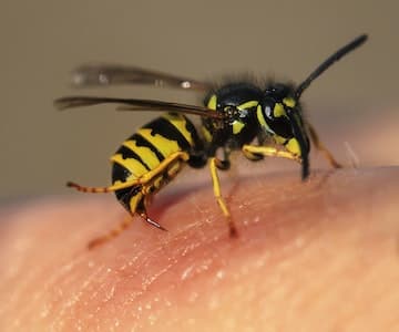 Wasps