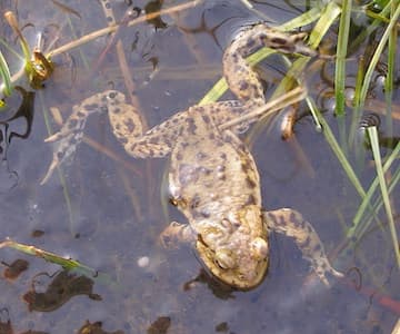 Amphibians In Spring