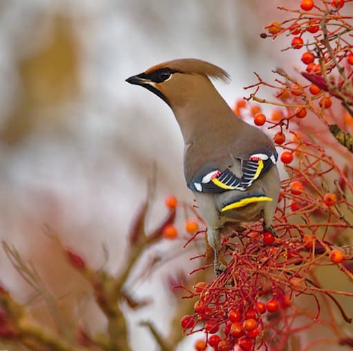 Waxwing