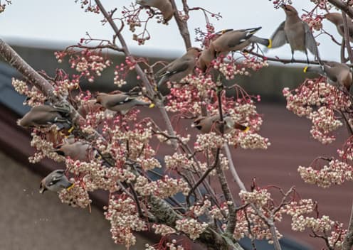 Waxwing