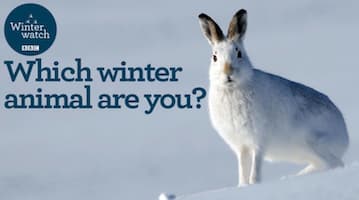 Which Winter Animal Are You?