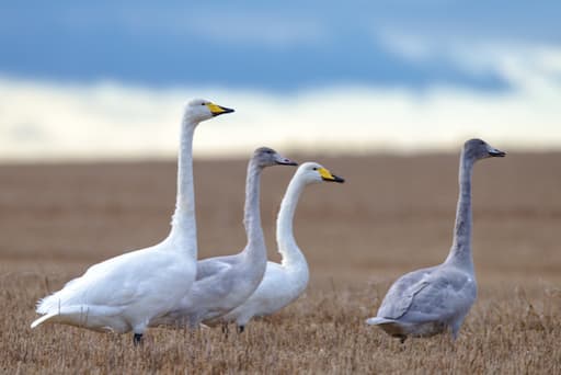 Whooper Swans