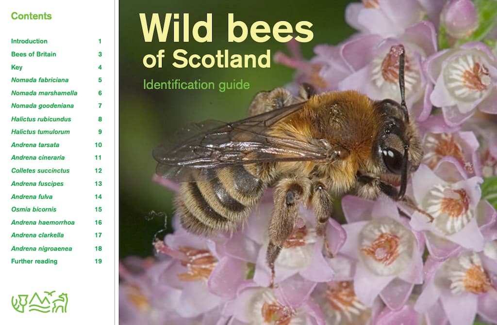 Wild Bees of Scotland