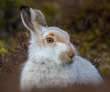 Bennachie's Winter Wildlife