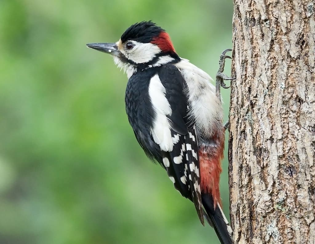 Woodpecker Jigsaw