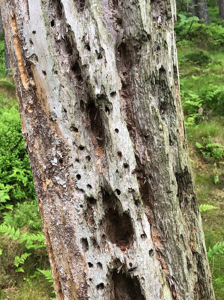 Woodpecker Holes