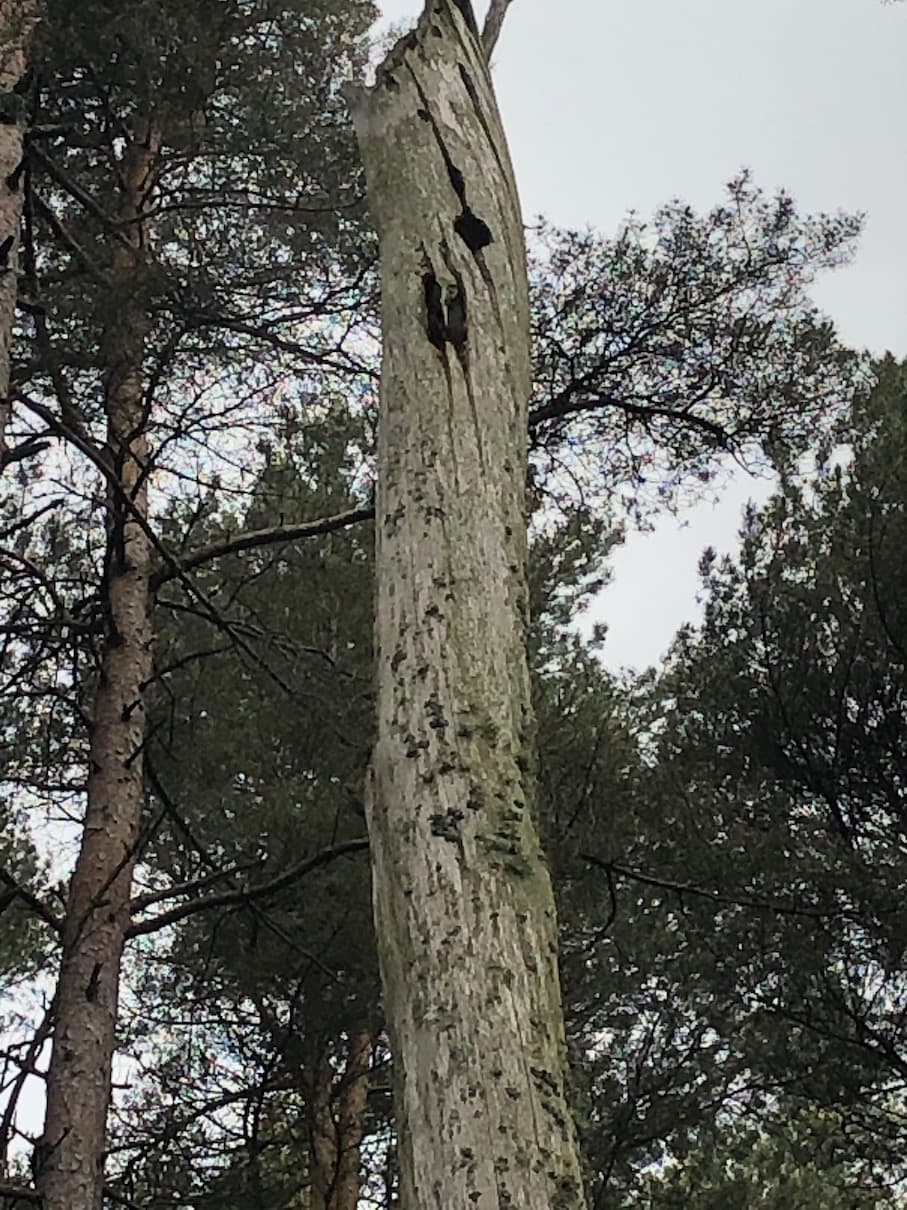 More Woodpecker Holes