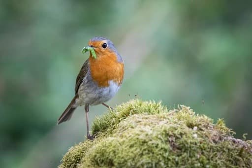 Robin With Caterpillar