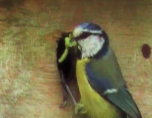 Blue Tit With Caterpillars